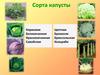 Сорта капусты