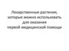 Лекарственные растения, которые можно использовать для оказания первой медицинской помощи