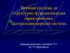 Нервная система, ее структурно-функциональная характеристика. Центральная нервная система