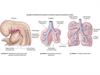 Stages of Lung Development
