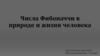 Числа Фибоначчи в природе и жизни человека