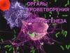 Органы кроветворения и иммуногенеза