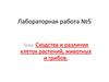 Сходства и различия клеток растений, животных и грибов