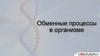 Обменные процессы в организме