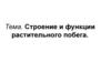Строение и функции растительного побега
