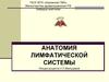 Анатомия лимфатической системы