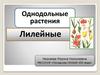 Однодольные растения. Лилейные