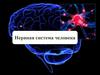 Нервная система человека