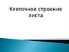 Клеточное строение листа