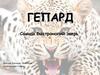 Гепард. Самый быстроногий зверь