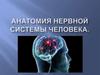 Анатомия нервной системы человека