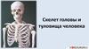 Скелет головы и туловища человека