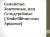Семейство Зонтичные, или Сельдерейные ( Umbelliferae или Apiaceae)