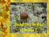 Знаете ли вы грибы?