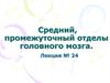 Средний, промежуточный отделы головного мозга. Лекция № 24