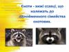 Єноти - хижі ссавці, що належать до однойменного сімейства єнотових