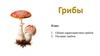 Характеристика грибов. Питание грибов