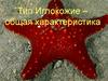 Тип Иглокожие – общая характеристика