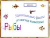 Рыбы.  Удивительные факты из жизни животных