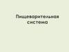 Пищеварительная система человека
