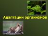 Адаптации организмов