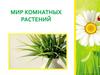Мир комнатных растений