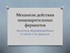 Механизм действия пищеварительных ферментов