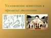 Усложнение строения животных в процессе эволюции