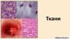 Ткани. Тело многоклеточных организмов состоит из большого количества клеток