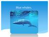 Blue whales