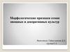 Морфологические признаки семян овощных и декоративных культур