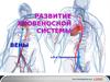 Развитие кровеносной системы