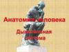 Дыхательная система человека
