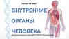 Внутренние органы человека