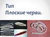 Тип Плоские черви
