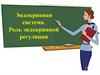 Эндокринная система. Роль эндокринной регуляции
