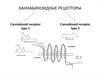Каннабиноидные рецепторы