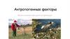 Антропогенные факторы