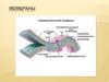 Мембраны. Свойства мембраны