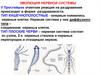 Эволюция нервной системы