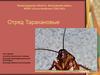 Отряд Таракановые