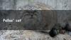 Pallas' cat