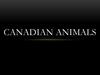 Canadian animals