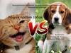 Кошки против Собак