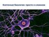 Клеточная биология: просто о сложном
