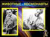 Животные космонавты