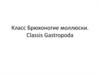 Класс Брюхоногие моллюски