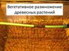 Вегетативное размножение древесных растений