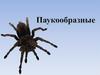 Пауки