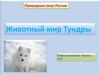 Природные зоны России. Животный мир тундры